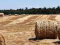 Straw bales on the threshed field.